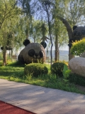 玉龙湖大熊猫晚上挺吓人！
