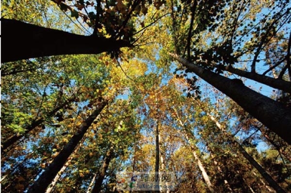 �����߹�ͼ